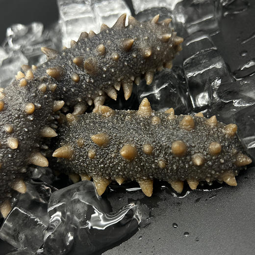 辽福湾鲜食即食海参6头/斤[1斤/3斤/5斤任选] 商品图3