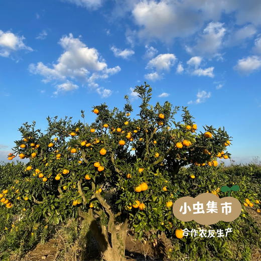 【买3斤送2斤】生态蜜橘 3斤/5斤 | 来自上海长兴岛，合作农友生产，生产者：周立平 *【公平贸易农人定价】 商品图9