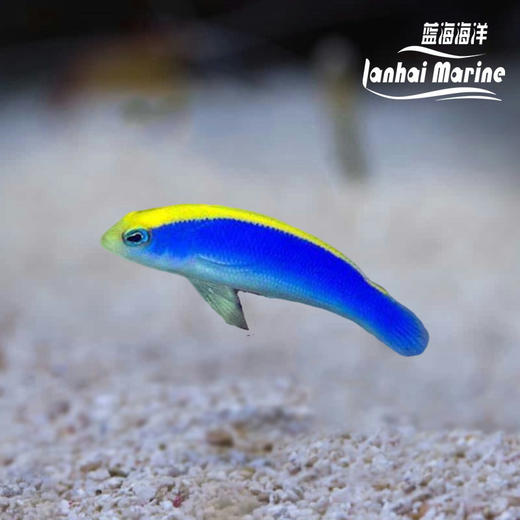 红海日出龙 商品图0