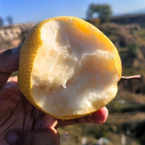 顺丰包邮一年一季蜂蜜脆梨，黄土高原农产，不打腊，有机肥灌溉自然熟不催熟基地直邮 商品图2