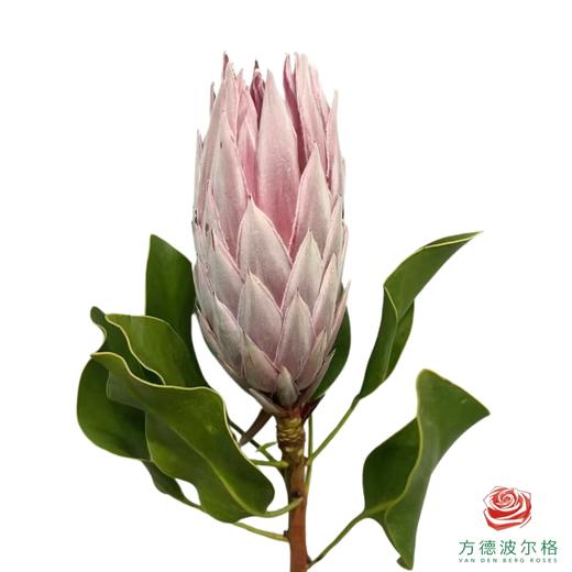 帝王 粉色（按照颜色发货，品种随机） 约50CM 一支 商品图2