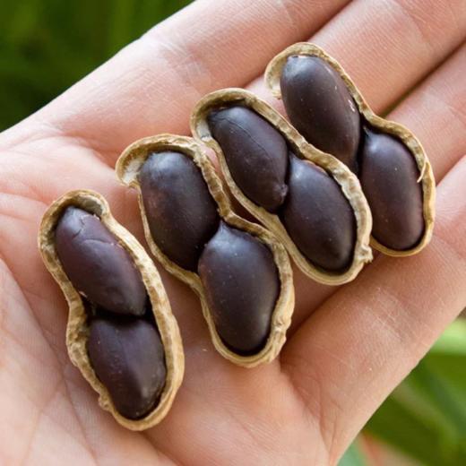 😎【富硒黑皮干花生/富硒黑皮熟花生】🌟散落的“黑珍珠”高花青素➕富硒，🉐一颗顶十颗❗️ 🌸非转基因，11年杂交选育，🤩持证上岗的富硒黑皮花生，🎈名副其实的长寿果～  商品图2