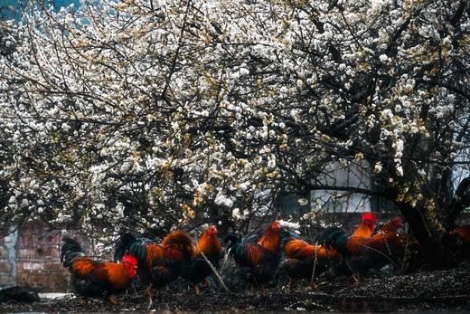 精品，1月27日出发【清远】阳山千亩李花•水浪花谷2天摄影（精品团） 商品图10