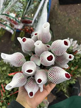 本地法兰西80/10扎