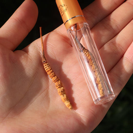 【雲巅源府】虫草10根礼盒（小号） 商品图4