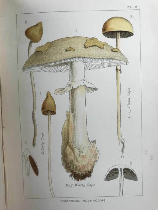 1894年 可食用与有毒蘑菇指南 18页彩色插图 漆布精装32开 商品图14