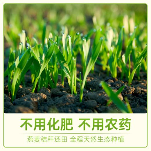 公平田野&蒙北·天然燕麦片 即食免煮谷物营养早餐280g盒装 商品图3