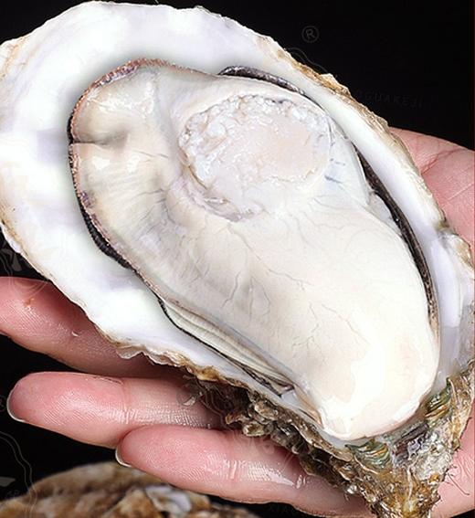 【包邮】丨2024年双11秒杀-山东乳山生蚝4.5斤/箱6+大小特惠99元丨下单后排单陆续发货 商品图0