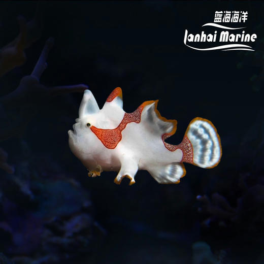 皇冠五脚虎-白 商品图0