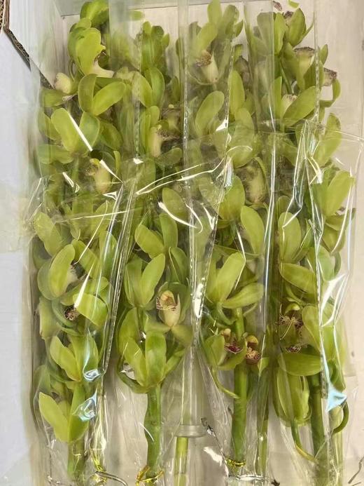 同城甄选精品花材国产蕙兰1支 商品图4