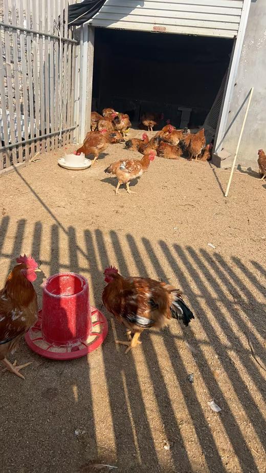 【正宗散养溜达有机食蔬喂养大公鸡】【当日杀当天发货】 商品图8