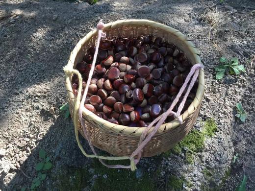 2025自然农法怀柔板栗 商品图2