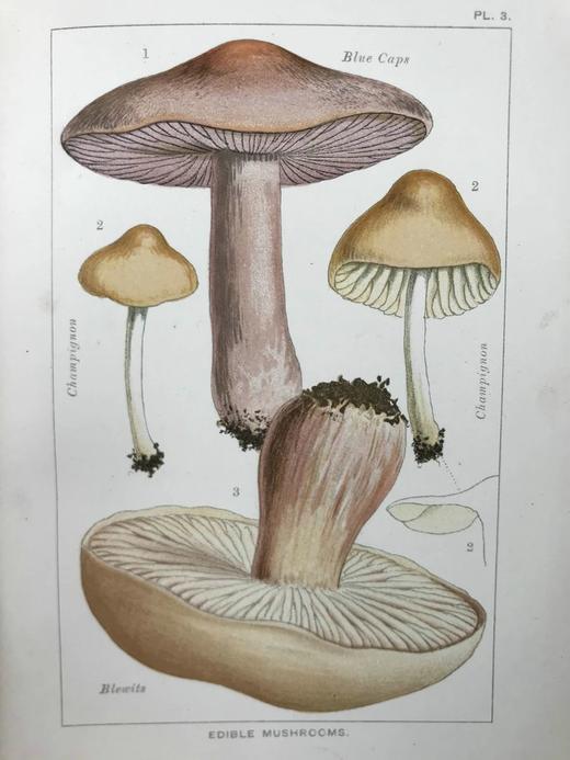 1894年 可食用与有毒蘑菇指南 18页彩色插图 漆布精装32开 商品图7