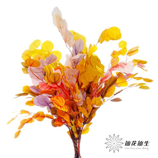 永生花 | 苹果叶多芭安随机发 商品图0