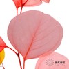 永生花 | 苹果叶多芭安随机发 商品缩略图5
