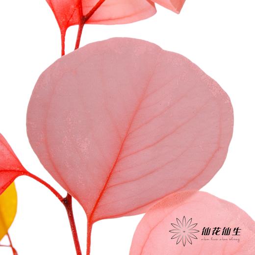 永生花 | 苹果叶多芭安随机发 商品图5