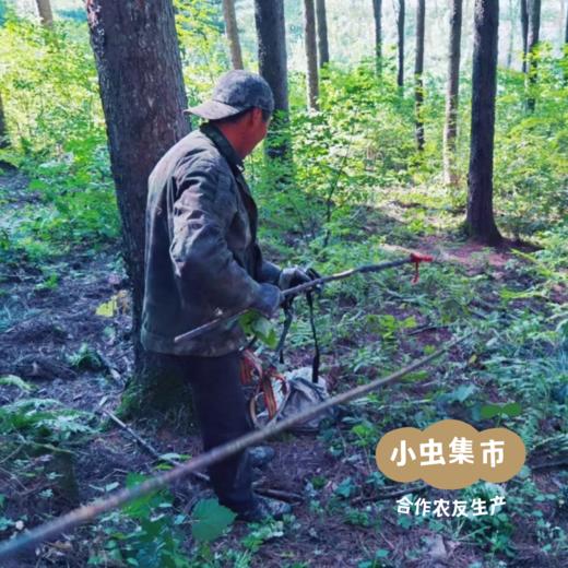 长白山野生松子 | 合作农友生产，产自东北吉林长白山，生产者：小西 &【公平贸易农人定价】 商品图7