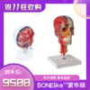 豪华版—德国原装进口颅脑三维模型 商品缩略图0