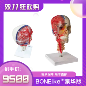 豪华版—德国原装进口颅脑三维模型
