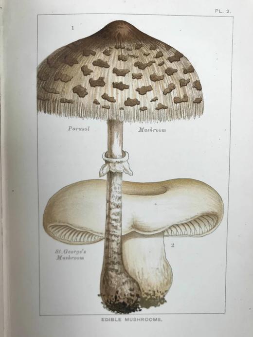 1894年 可食用与有毒蘑菇指南 18页彩色插图 漆布精装32开 商品图6