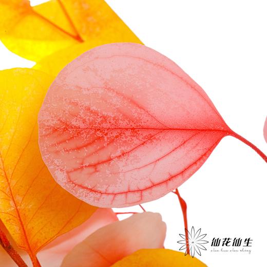 永生花 | 苹果叶多芭安随机发 商品图4