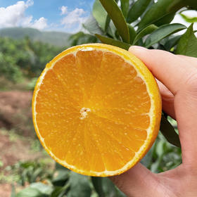 你最爱吃哪里的橙子？