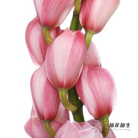 兰花 | 大花蕙兰蜜桃粉【轻微瑕疵 折痕 色差 不售后，介意者慎拍】