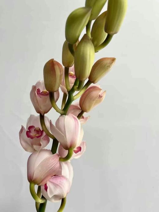 同城甄选精品花材国产蕙兰1支 商品图1