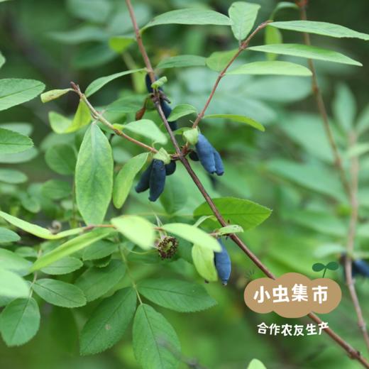 野生蓝靛酱 165g/罐 | 合作农友生产，产自黑龙江大兴安岭，生产者：柳树 &【公平贸易农人定价】 商品图13