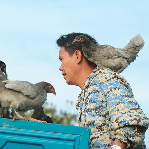 茶林飞鸡 土鸡 茶花鸡  茶林  林下散养 捉虫  啄草 商品图2