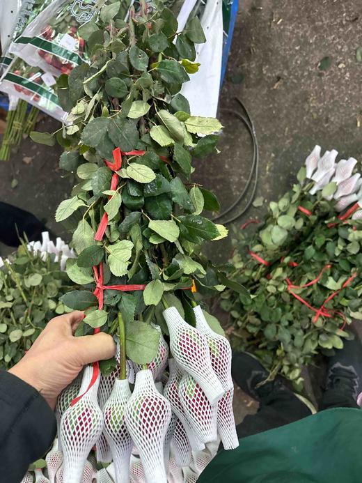 本地法兰西80/10扎 商品图1