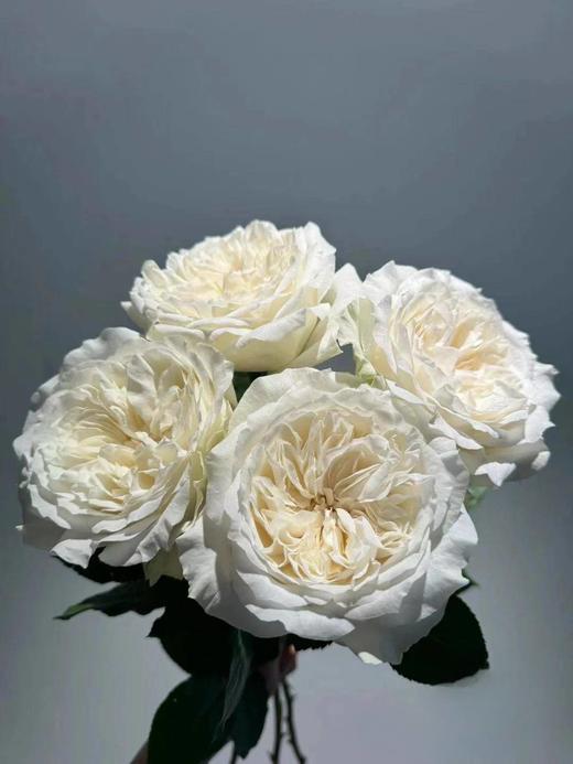 同城甄选肯尼亚玫瑰花lady Forte福尔特夫人10支 商品图1