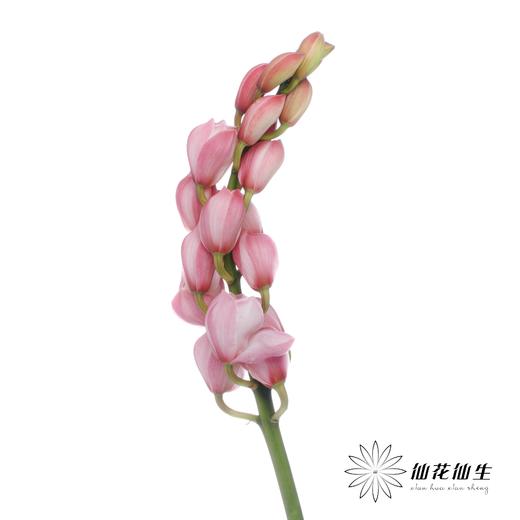 兰花 | 大花蕙兰蜜桃粉【轻微瑕疵 折痕 色差 不售后，介意者慎拍】 商品图1