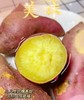39.9到手4斤特香中小果 日系品种-【番薯中的爱马仕-玛莎莉黄金蜂蜜薯】肉质金灿灿，口感细腻，无筋无丝，软糯嫩滑，国家地理标志产品，现摘现发 商品缩略图4