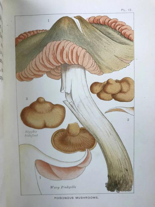 1894年 可食用与有毒蘑菇指南 18页彩色插图 漆布精装32开 商品图13