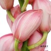 兰花 | 大花蕙兰蜜桃粉【轻微瑕疵 折痕 色差 不售后，介意者慎拍】 商品缩略图4