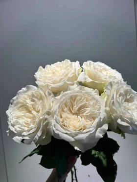 同城甄选肯尼亚玫瑰花lady Forte福尔特夫人10支