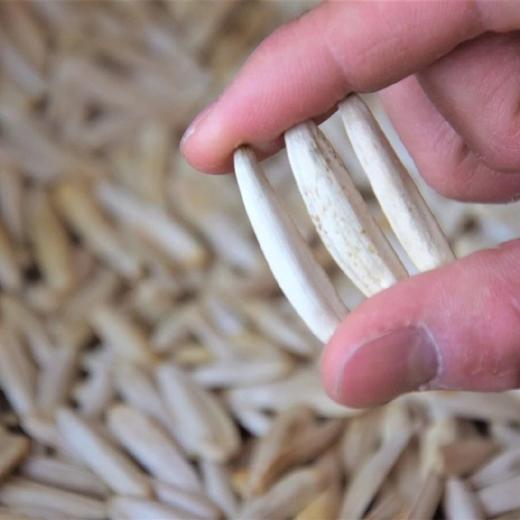 新疆马牙瓜子(原味)【500克/袋】 商品图8