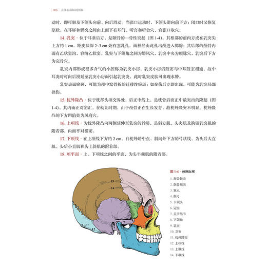 人体表面解剖图解 国海东等编 重要结构及血管 神经的体表投影 脊柱区表面解剖 上肢表而解剖 9787547868232上海科学技术出版社 商品图4