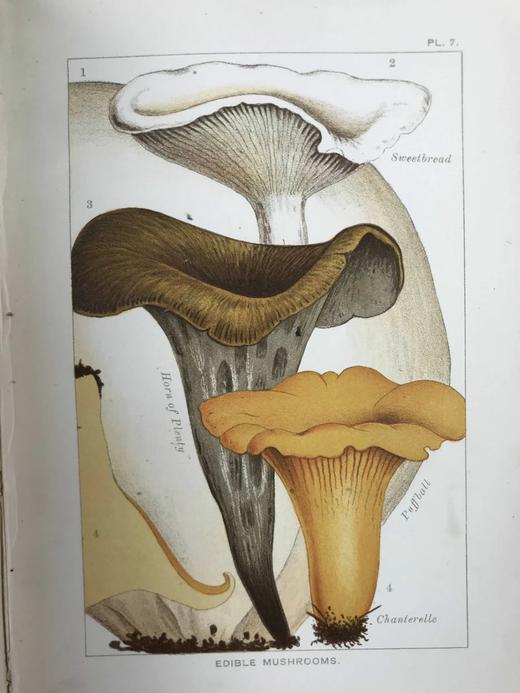 1894年 可食用与有毒蘑菇指南 18页彩色插图 漆布精装32开 商品图10