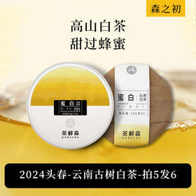 2024蜜白 森之初  买5提送1提 仅有40提 滑竹梁子古树白茶 100g/饼