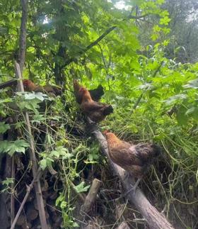 【自提】丨2024年双11秒杀-农场溜达鸡（母鸡）约3斤特惠88元丨每周四订货每周日到货（需提前电话沟通）