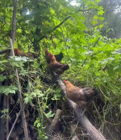 【自提】丨2024年双11秒杀-农场溜达鸡（母鸡）约3斤特惠88元丨每周四订货每周日到货（需提前电话沟通） 商品图0