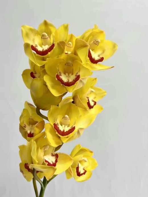 同城甄选精品花材国产蕙兰1支 商品图3