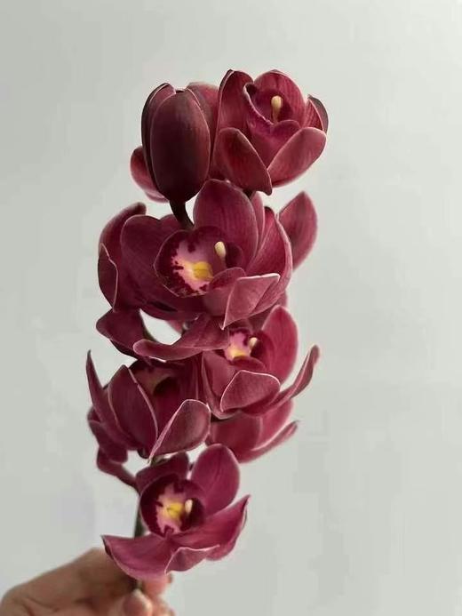 同城甄选精品花材国产蕙兰1支 商品图2