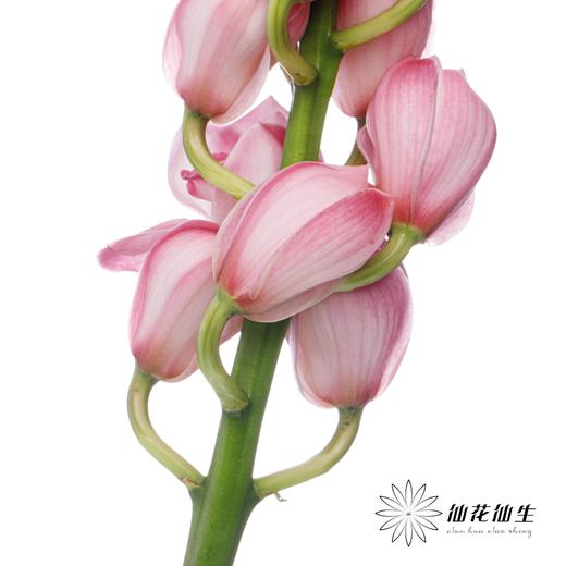 兰花 | 大花蕙兰蜜桃粉【轻微瑕疵 折痕 色差 不售后，介意者慎拍】 商品图3