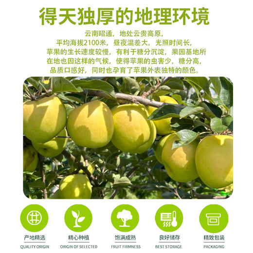 【瑞雪苹果】国货苹果之光，平均海拔2000米高原种植，玫瑰香脆细甜汁水丰盈带皮吃更香，维生素矿物质膳食纤维营养丰富 商品图3