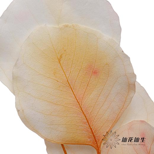 永生花 | 苹果叶多芭安随机发 商品图1