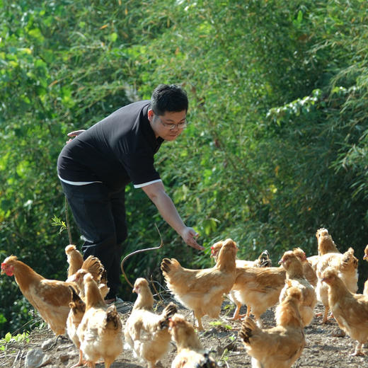 茶林飞鸡 土鸡 茶花鸡  茶林  林下散养 捉虫  啄草 商品图1
