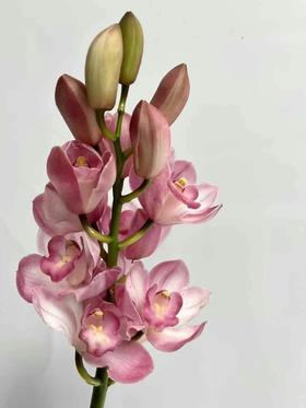 同城甄选精品花材国产蕙兰1支